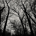 The Haunt of Winter